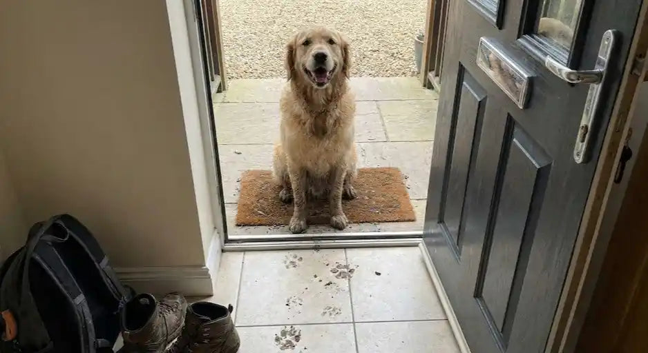 A Golden Retriever with muddy paws waiting by a car trunk, illustrating the daily struggle of pet owners. Image
