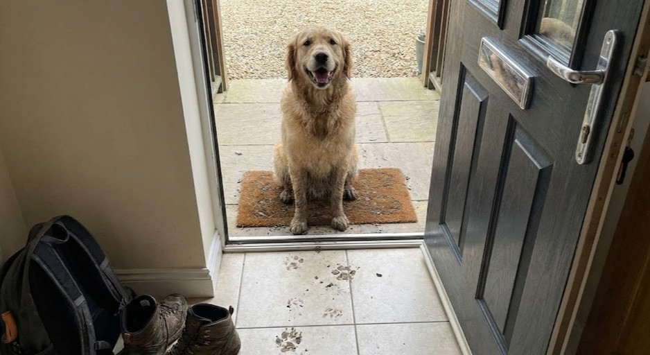 Un Golden Retriever avec les pattes boueuses attend devant la porte.